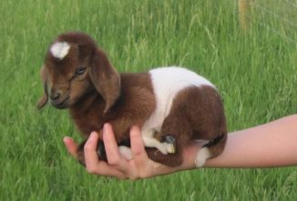 Small Goat Breeds